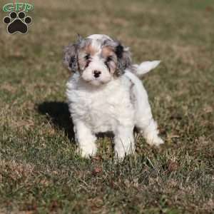 Frosty, Cavapoo Puppy